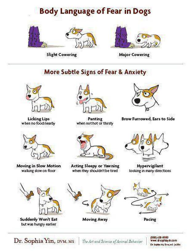 how do you read a dogs body language