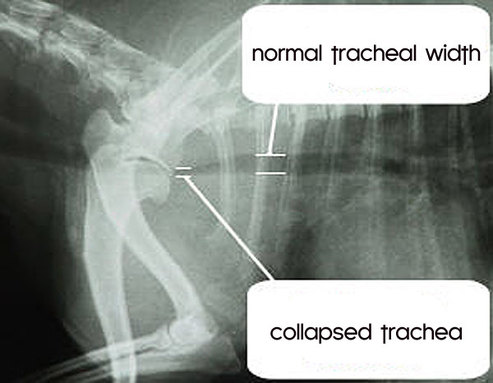 Tracheal Collapse Meadows Veterinary Clinic Of East Peoria