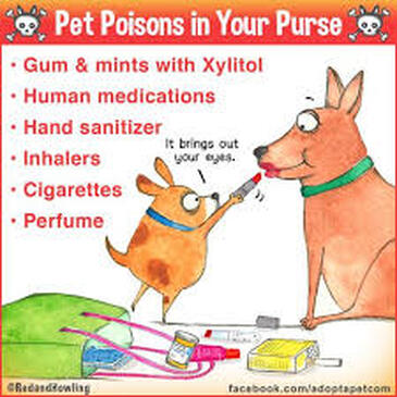 Pet Poison Prevention: Understanding Antifreeze Toxicity in Pets