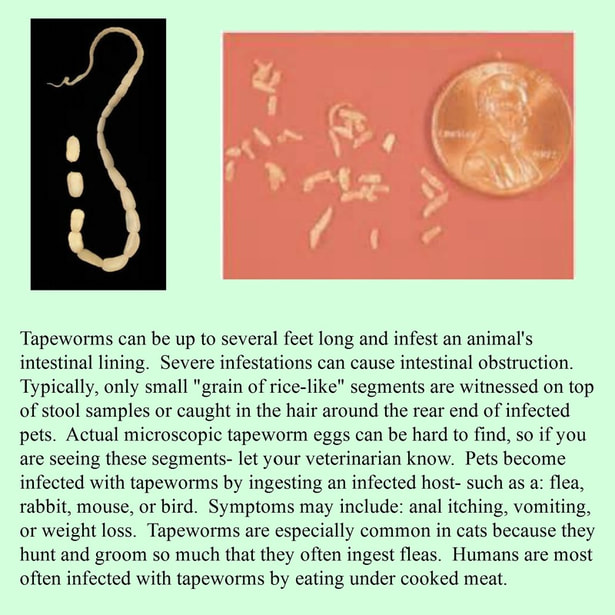 tapeworm segments in human stool