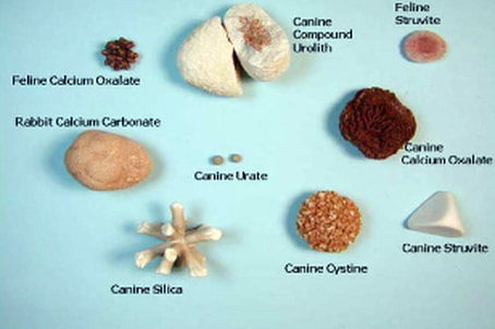 types of crystals in dog urine