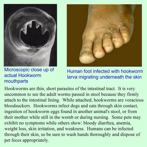 hookworms in human stool