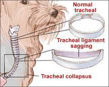 does my yorkie have a collapsed trachea