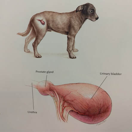 what causes blood in a dogs urine